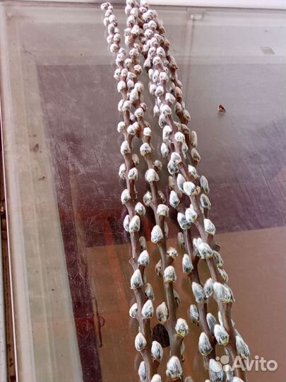 Верба букеты