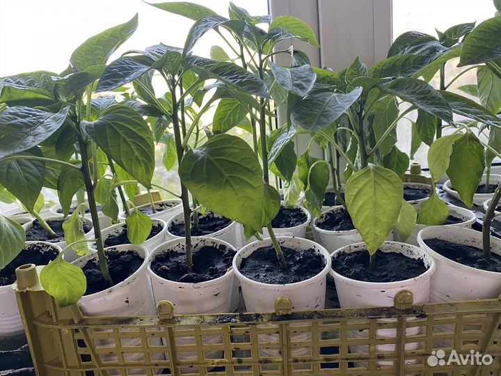 Рассада перцев