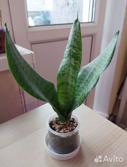 Сансевиерия трехполосная