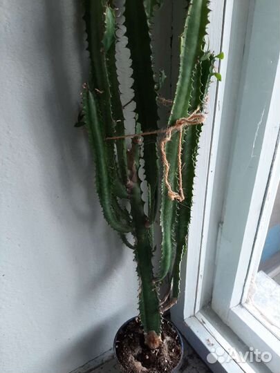 Кактус молочай