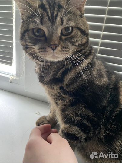Шотландский кот вязка