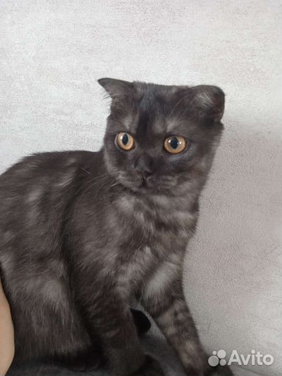 Шотландская кошка
