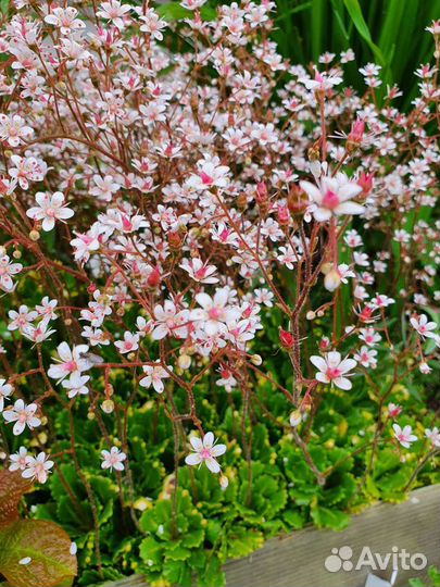 Маргаритки и цветы для горки. Ячмень гривастый