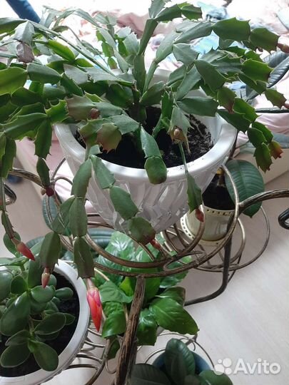 Цветок декабрист