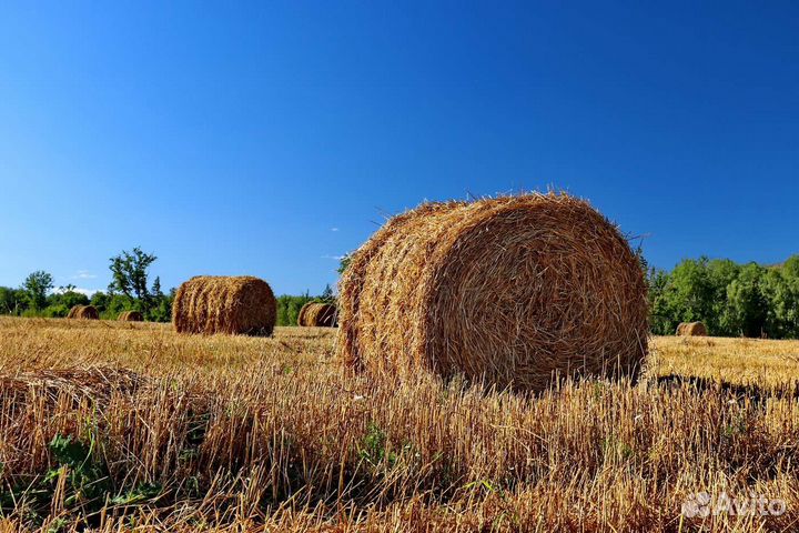Сено