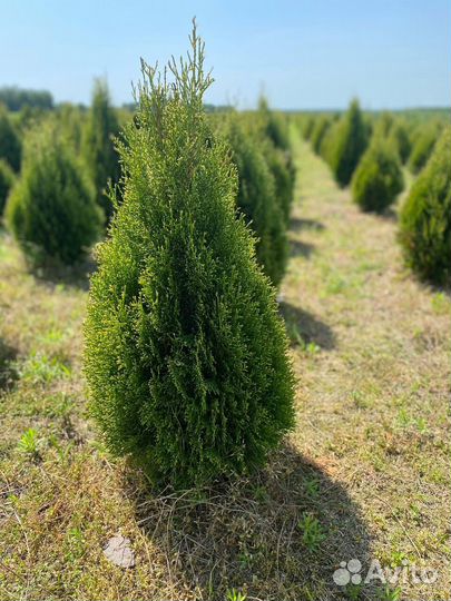 Туя Колумна из питомника