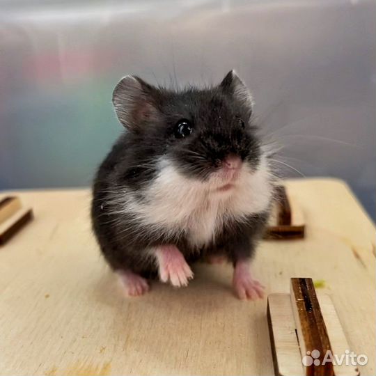 Хомяк кэмпбелла