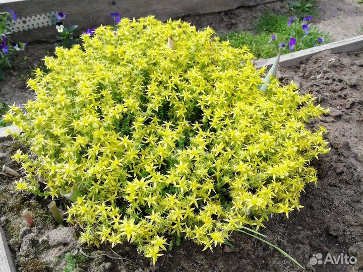 Очиток седум