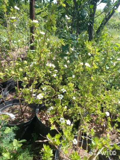 Туя брабант