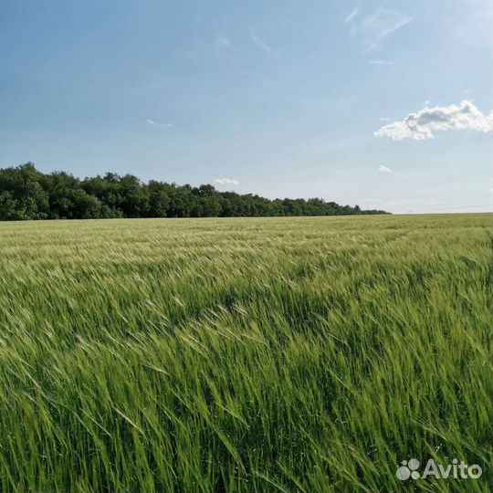 Молоко цельное коровье