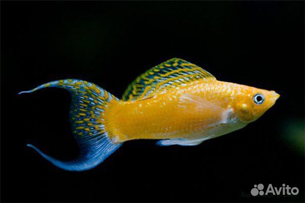 Рыбки меченосцы, молинезии, улитки апулярии