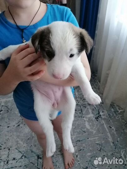 Щенки бесплатно