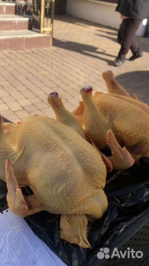 Куры Халяль