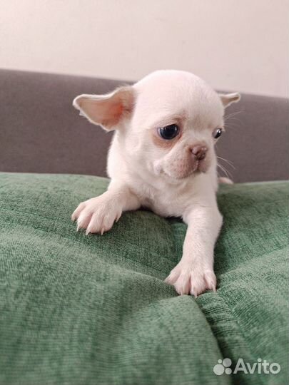 Щенки чихуахуа