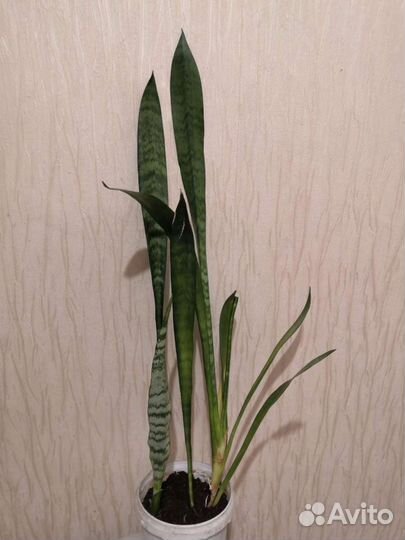 Сансевиерия
