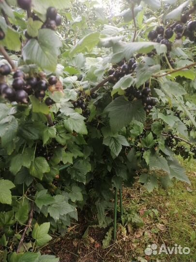 Саженцы смородины черной и красной