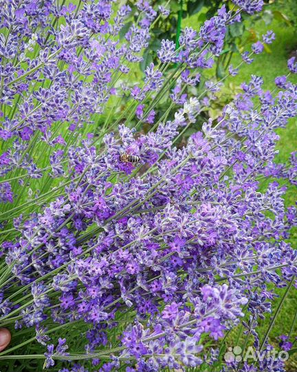 Лаванда узколистная в горшке