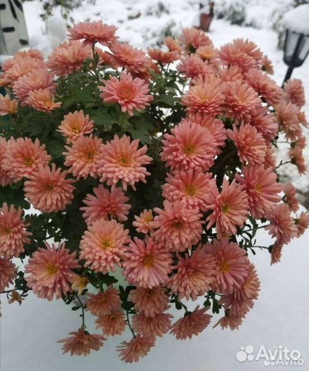 Хризантема мультифлора