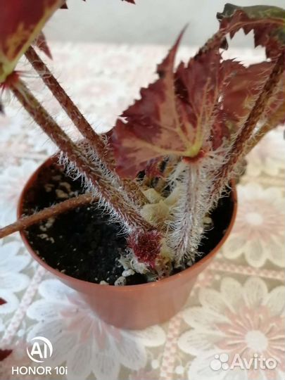 Бегония Клеопатра