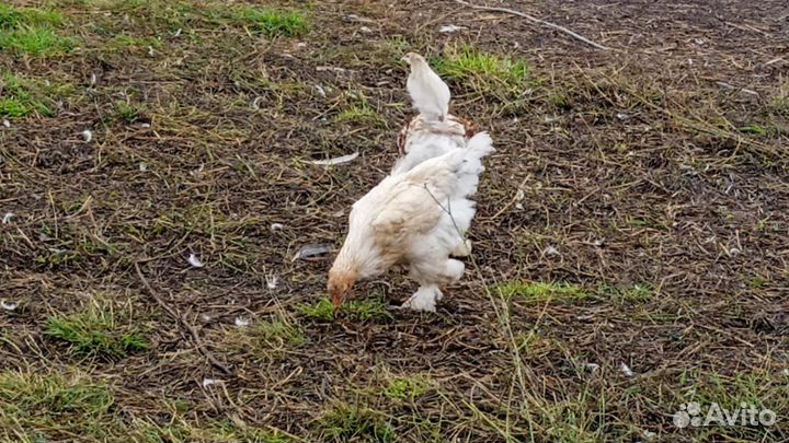 Куры молодки Брама