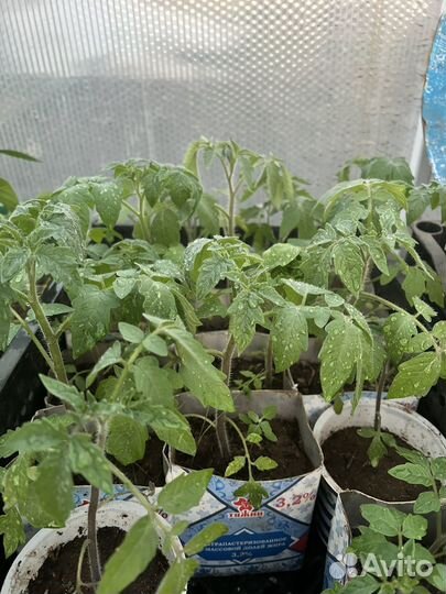 Рассада помидор и перцев