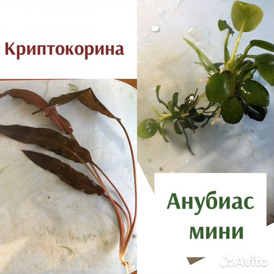 Аквариумные растения