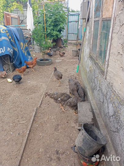 Домашняя птица