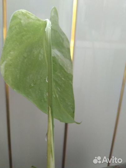 Монстера Альба