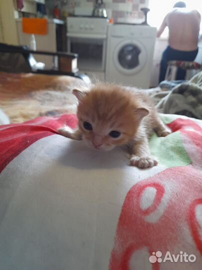 Котята сибирской кошки