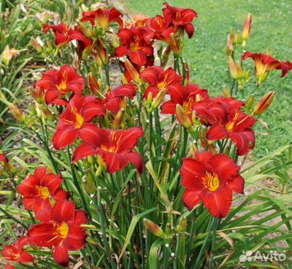 Лилейники Чикаго Апачи