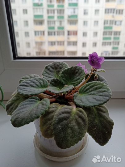 Цветущие фиалки