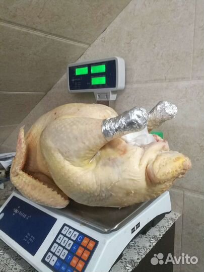 Мясо домашних кур