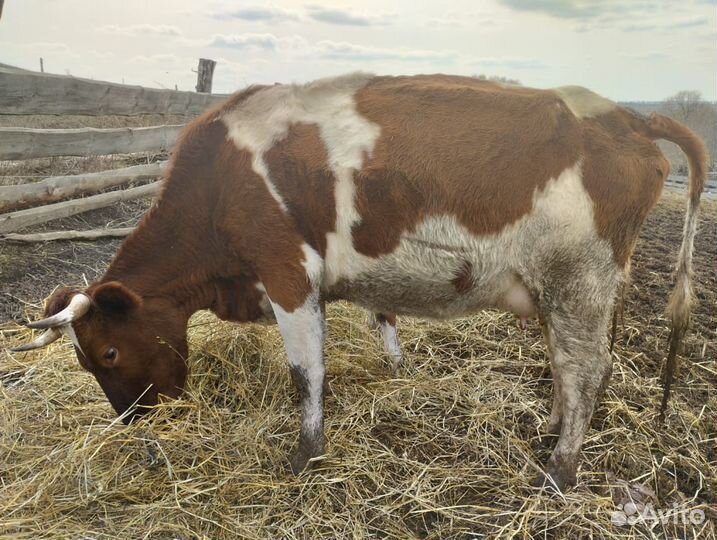 С/х животные:корова, тёлочки, овцы, ягнята