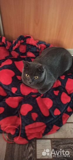 Лежанка для животных