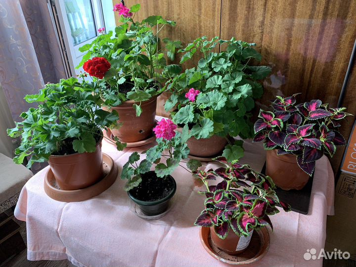 Пеларгония герань