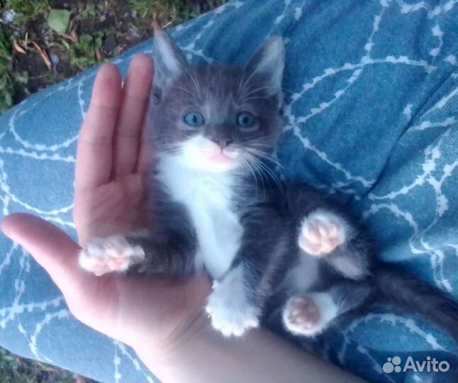 Котёнок-девочка бесплатно, очень красивая