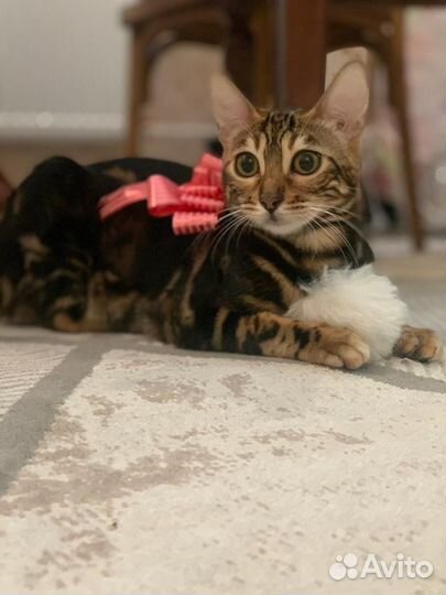 Бенгальская кошка