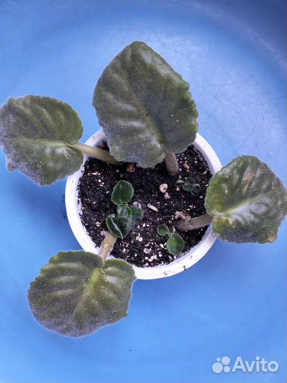 Фиалки (укоренённые листочки)