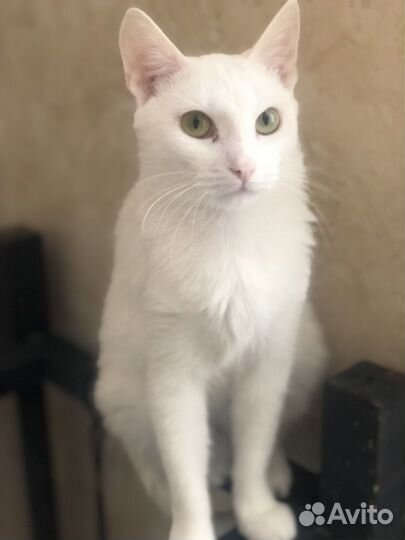 Кошечка Снежа ищет дом