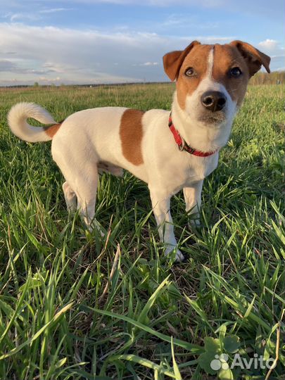 Случка собак