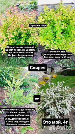 Спирея голден принцесс