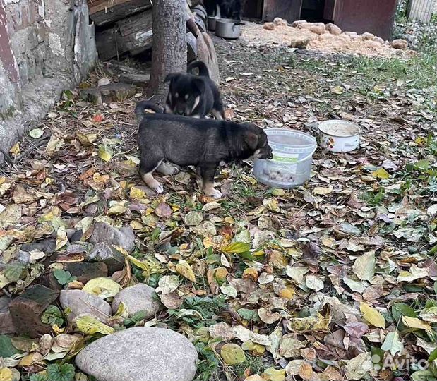 Отдам в добрые руки, двух щенят. Мальчик и девочка