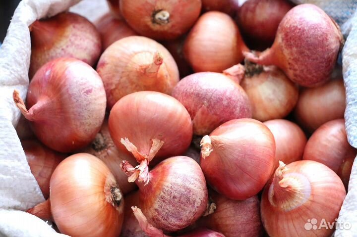 Лук репчатый красный семейный