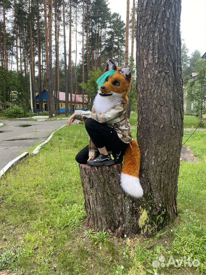 Фурсьют лисы