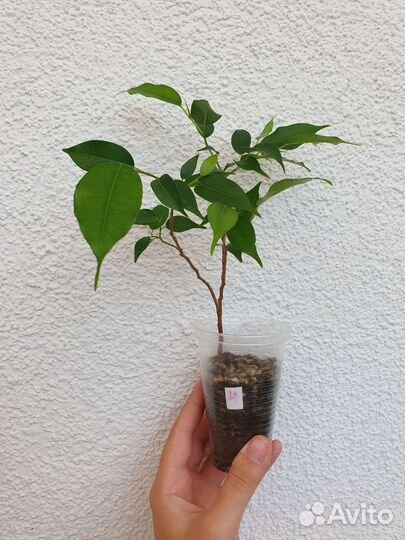 Фикус бенджамина наташа