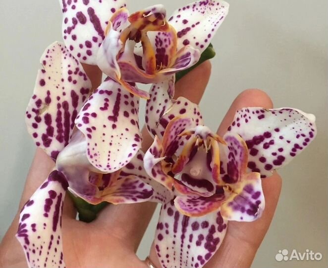 Фаленопсис Ever spring king ES трилипс