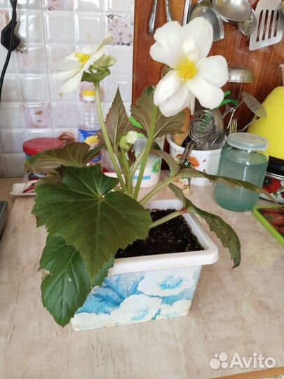 Домашнии цветы