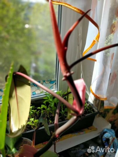 Филодендрон