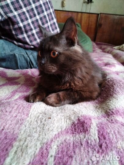 Шотландские котята