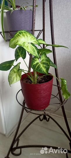 Сингониум, хлорофитум